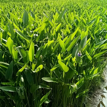 梭鱼草(基地直销袋苗)