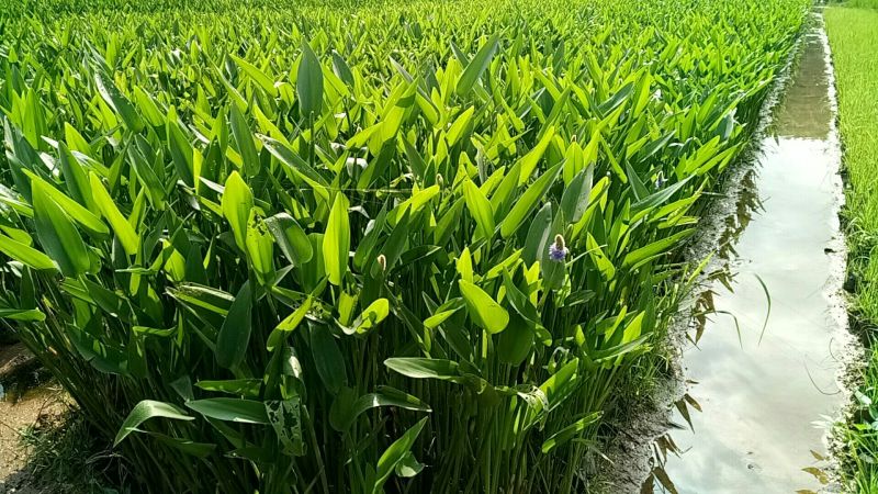 梭鱼草（基地直销袋苗）