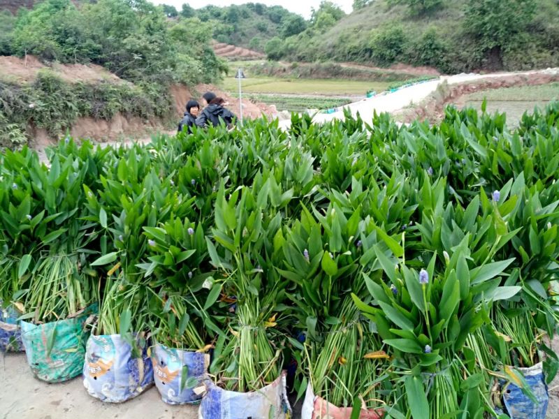 梭鱼草（基地直销袋苗）