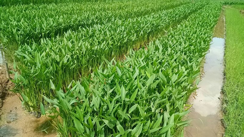 梭鱼草（基地直销袋苗）