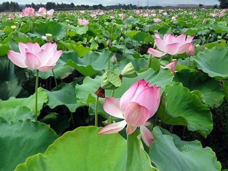 新鲜白莲子批发红皮莲鲜莲子草莲批发产地合作社直销