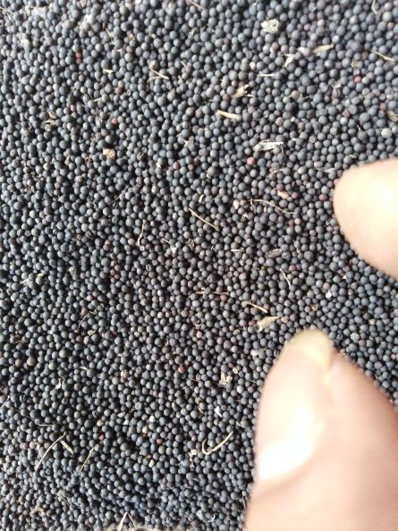 油菜籽