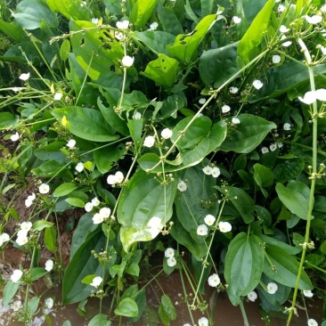 泽泻（基地直销袋苗）