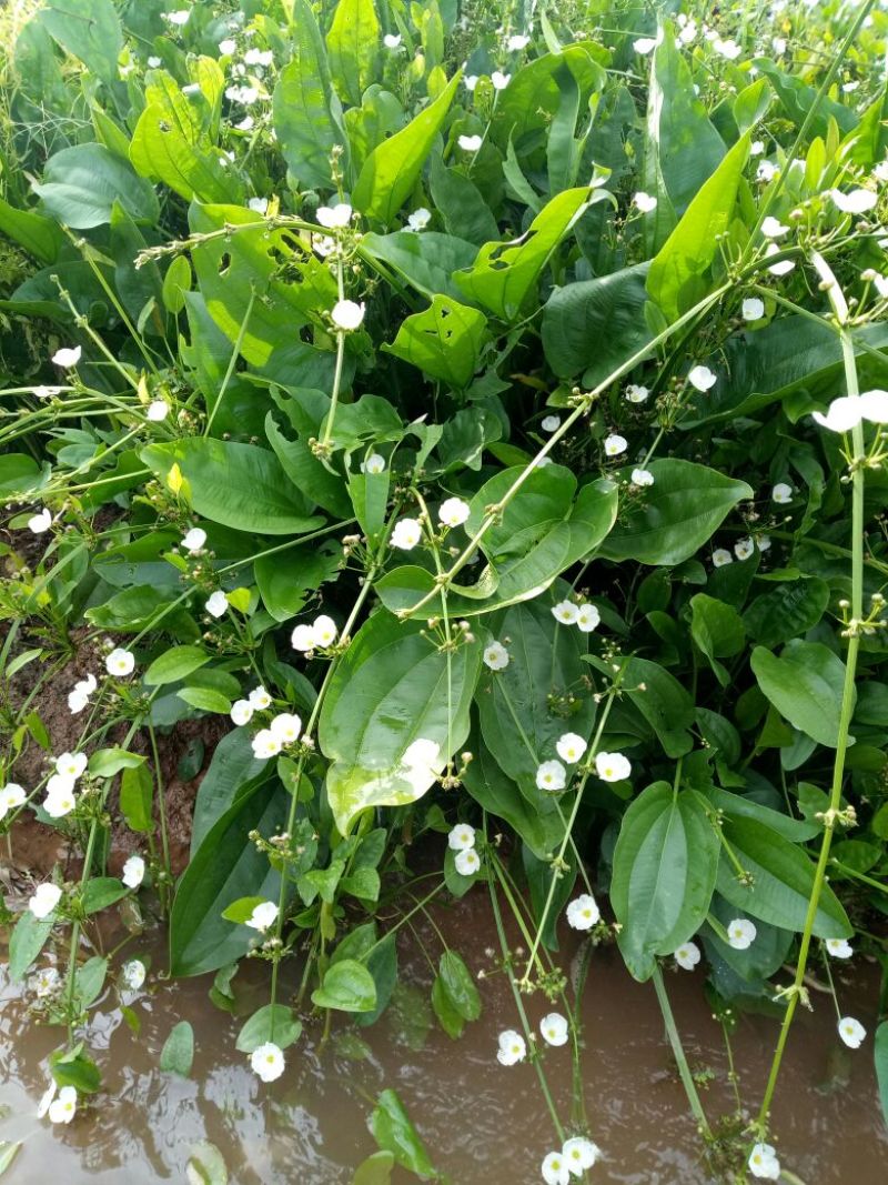 泽泻（基地直销袋苗）