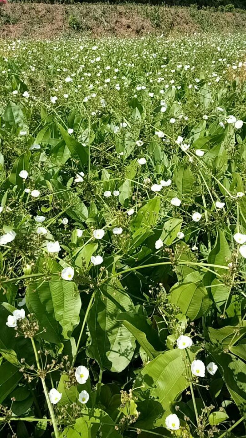 泽泻（基地直销袋苗）