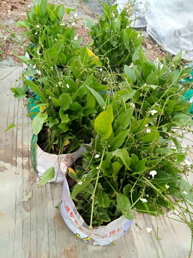 泽泻（基地直销袋苗）