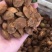 杏核闭口苦核金太阳