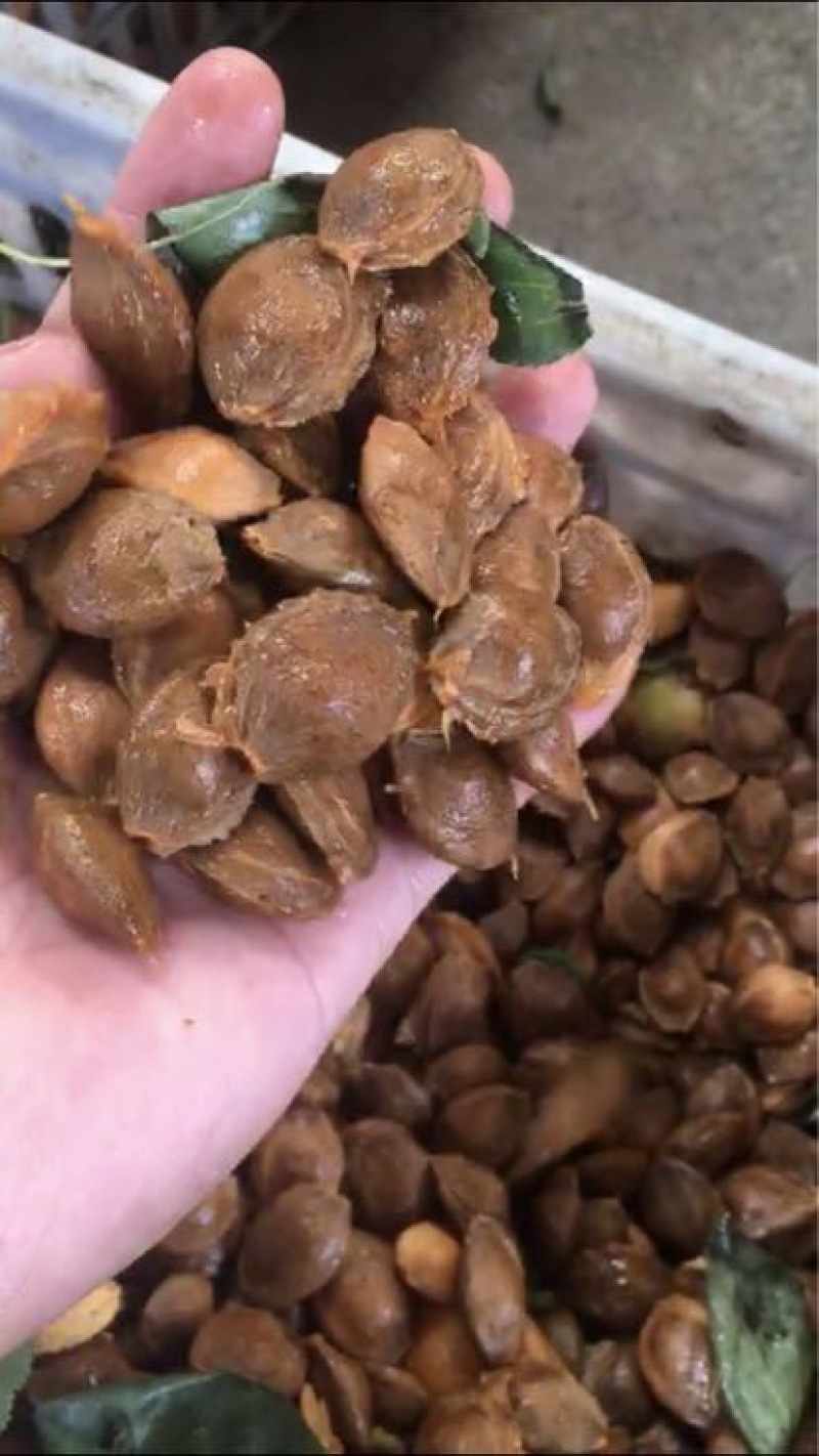 杏核闭口苦核金太阳