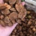 杏核闭口苦核金太阳