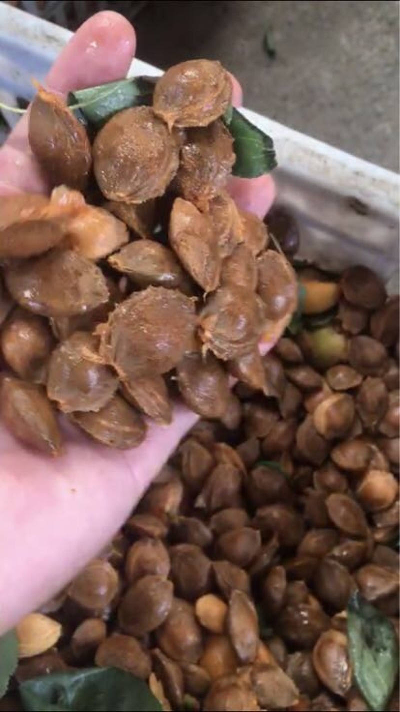 杏核闭口苦核金太阳