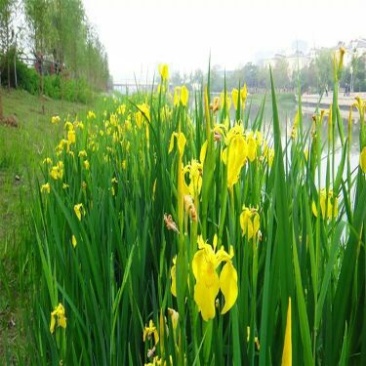黄菖蒲(基地直销袋苗)