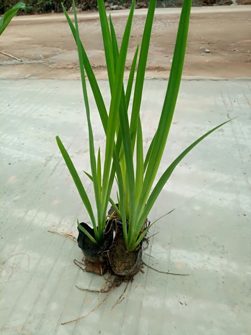 黄菖蒲（基地直销袋苗）