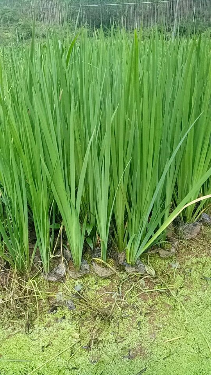 黄菖蒲（基地直销袋苗）