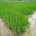 黄菖蒲(基地直销袋苗)