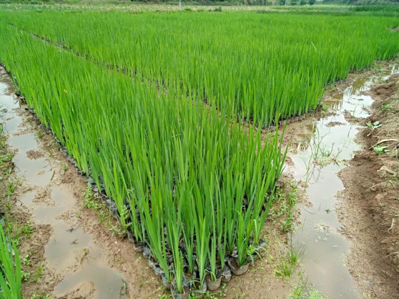 黄菖蒲（基地直销袋苗）