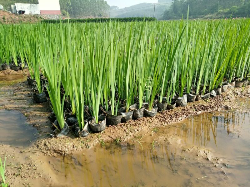 黄菖蒲（基地直销袋苗）