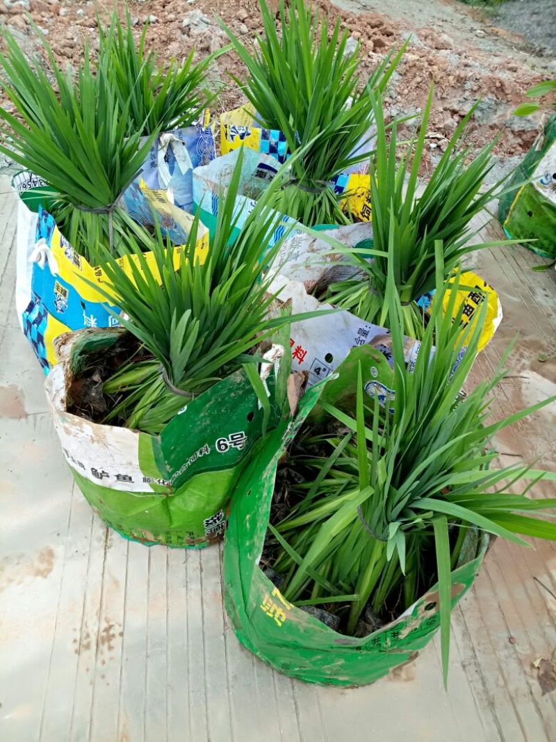 黄菖蒲（基地直销袋苗）