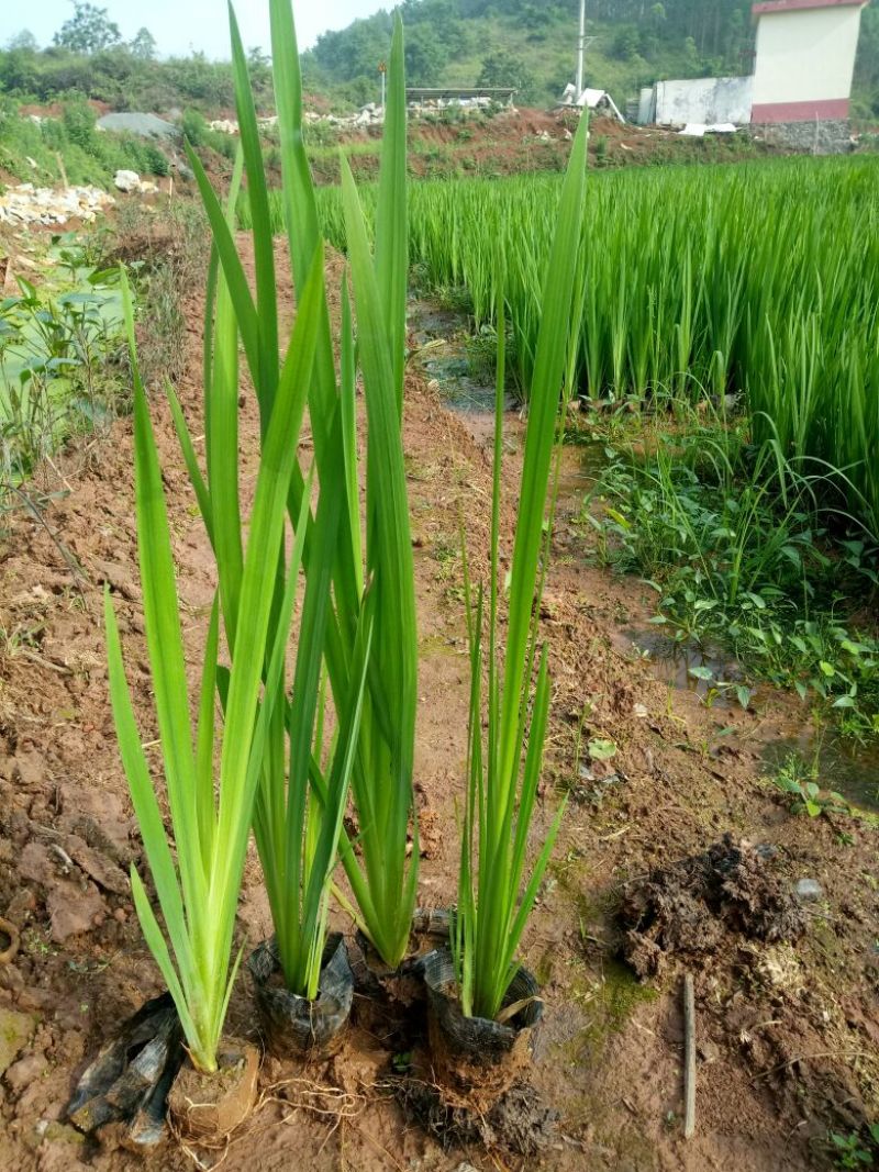 黄菖蒲（基地直销袋苗）