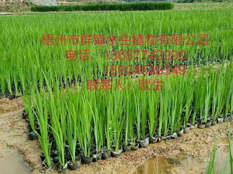 黄菖蒲（基地直销袋苗）