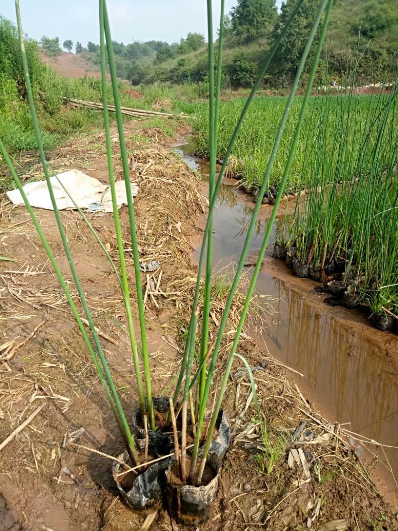 水葱（基地直销袋苗）