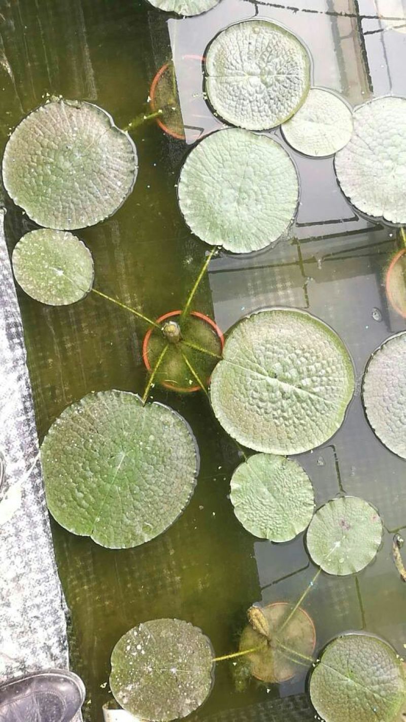 王莲（亚马逊）
