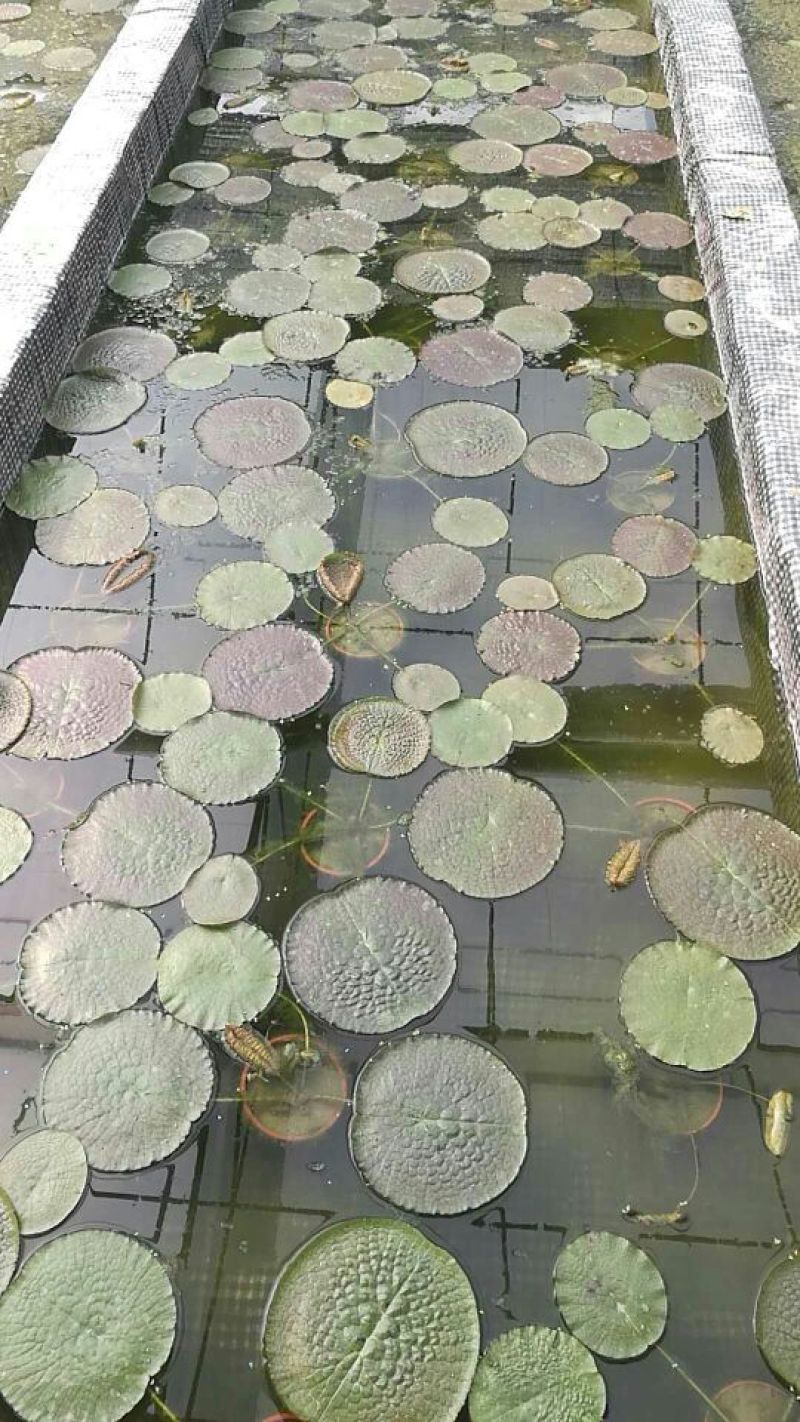 王莲（亚马逊）