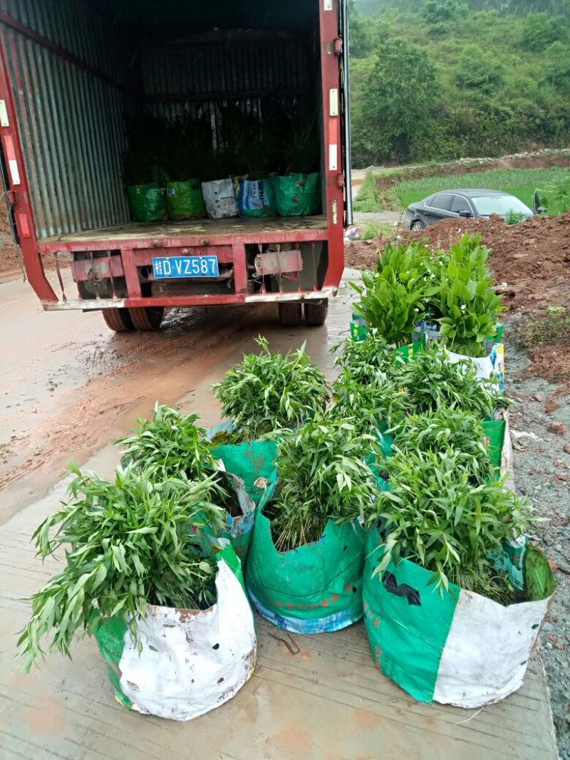 千屈菜（基地直销袋苗）