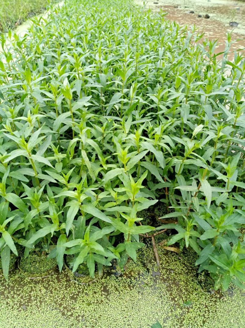 千屈菜（基地直销袋苗）
