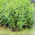千屈菜(基地直销袋苗)