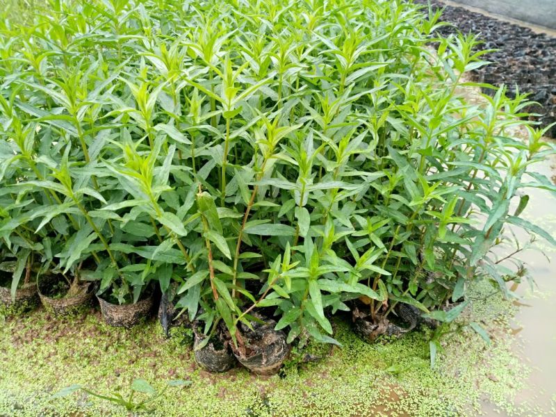 千屈菜（基地直销袋苗）
