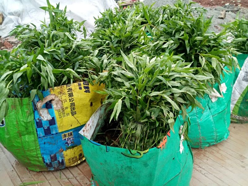 千屈菜（基地直销袋苗）
