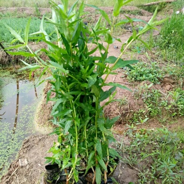 千屈菜(基地直销袋苗)