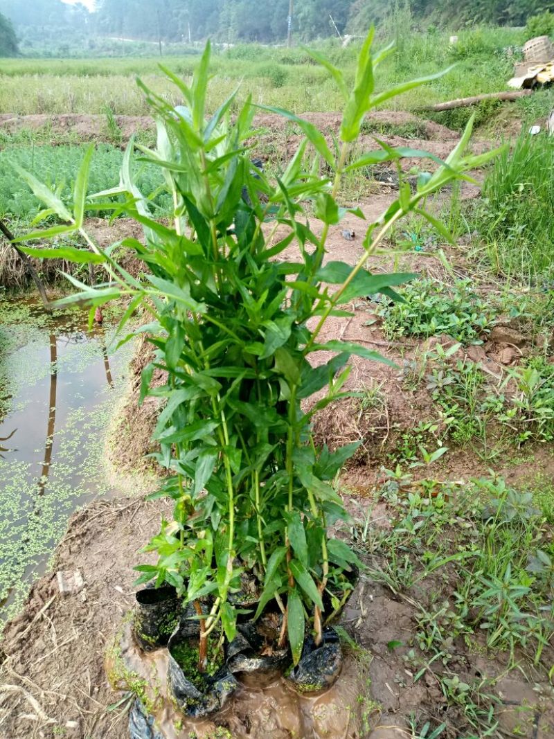 千屈菜（基地直销袋苗）