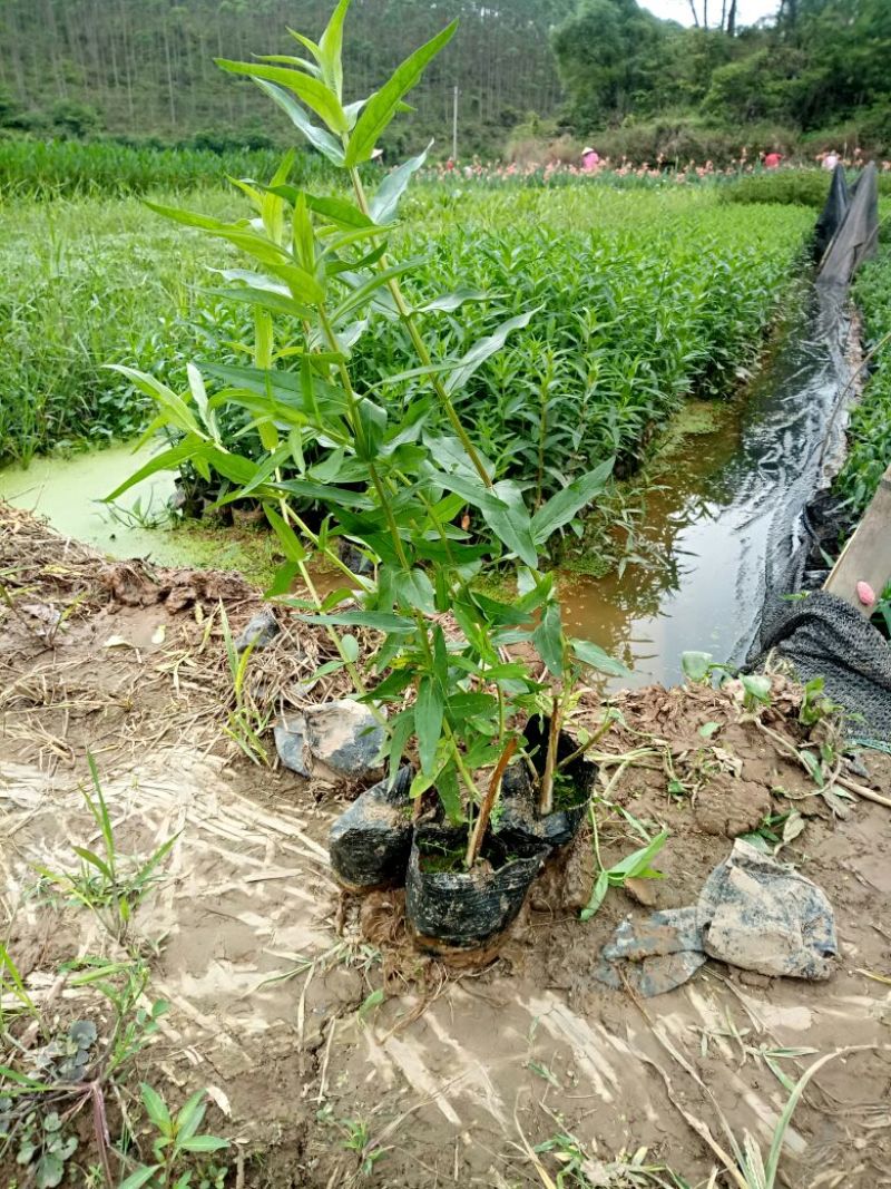 千屈菜（基地直销袋苗）