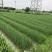 香蒲(基地直销袋苗)