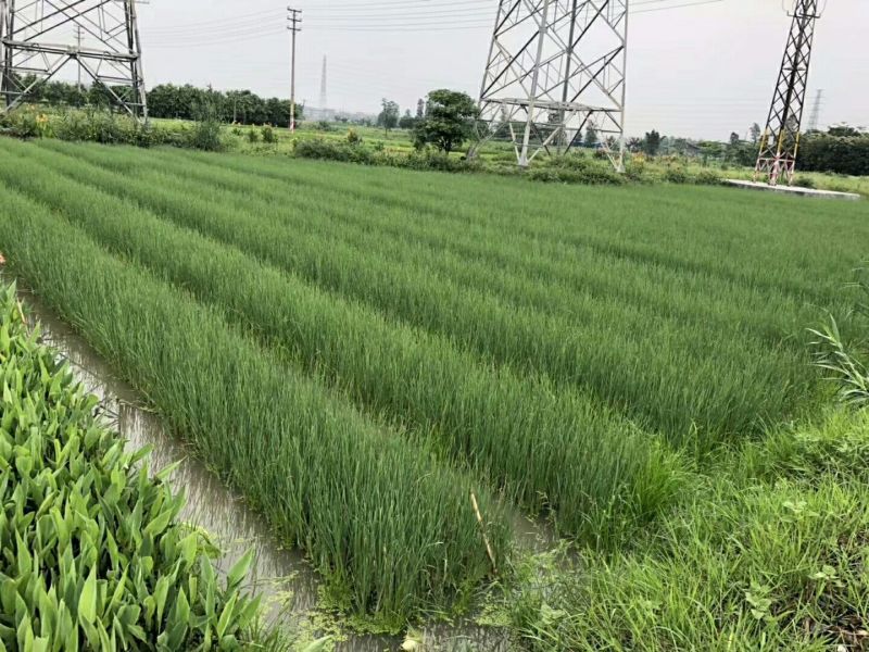 香蒲（基地直销袋苗）