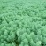 狐尾藻(基地直销)