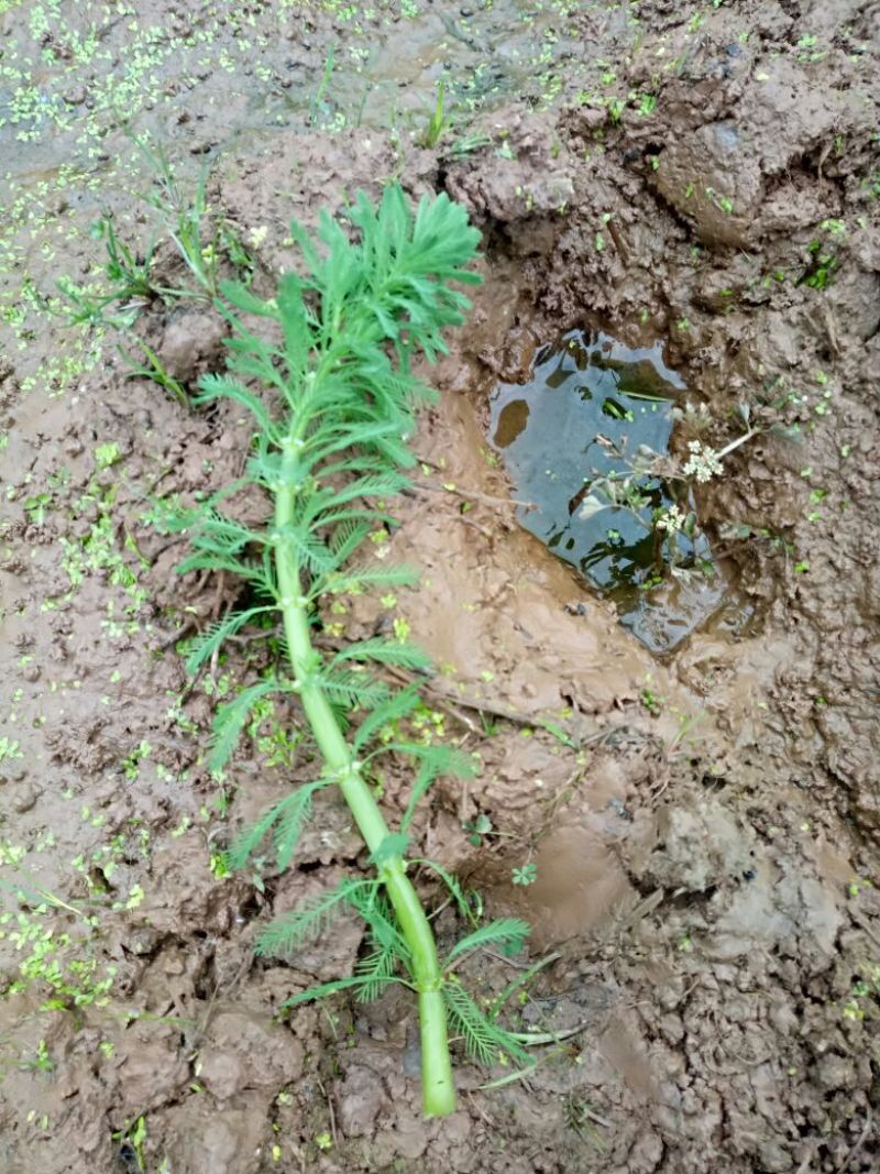 狐尾藻（基地直销）