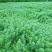 狐尾藻(基地直销)