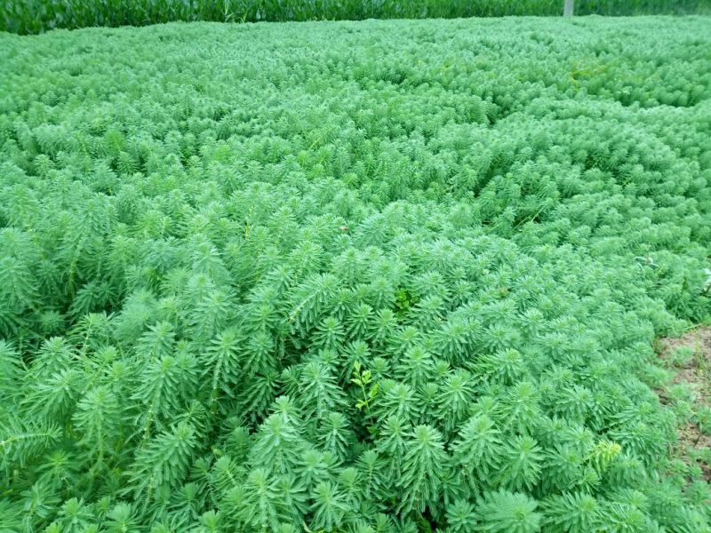 狐尾藻（基地直销）