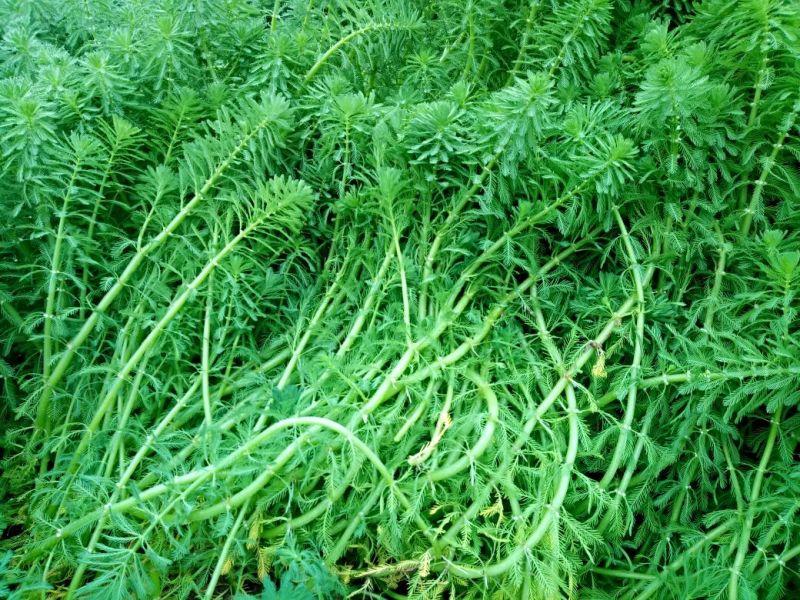 狐尾藻（基地直销）