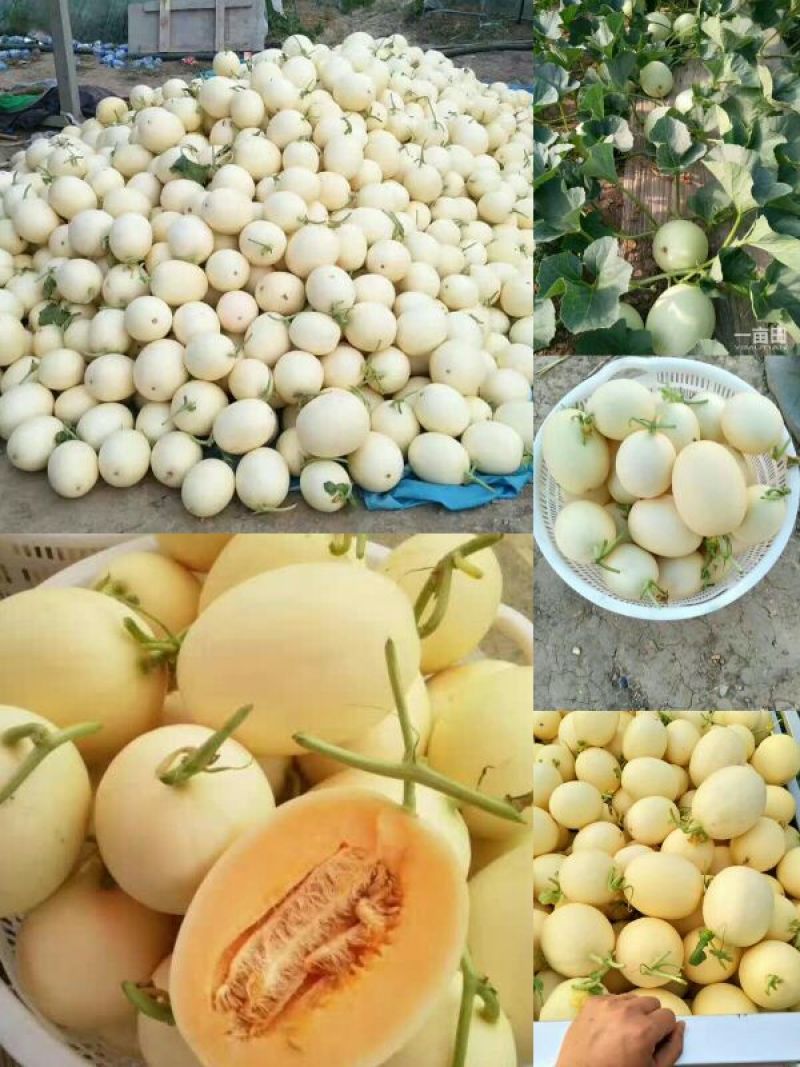 东东蜜甜瓜