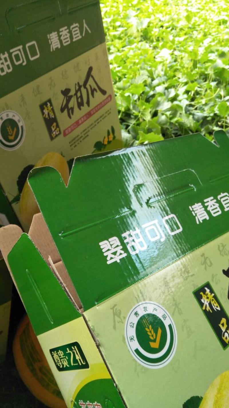 超早甜香瓜
