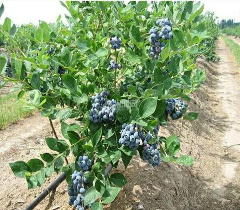 蓝莓苗【放心苗】基地直销蓝莓1到5年苗优质