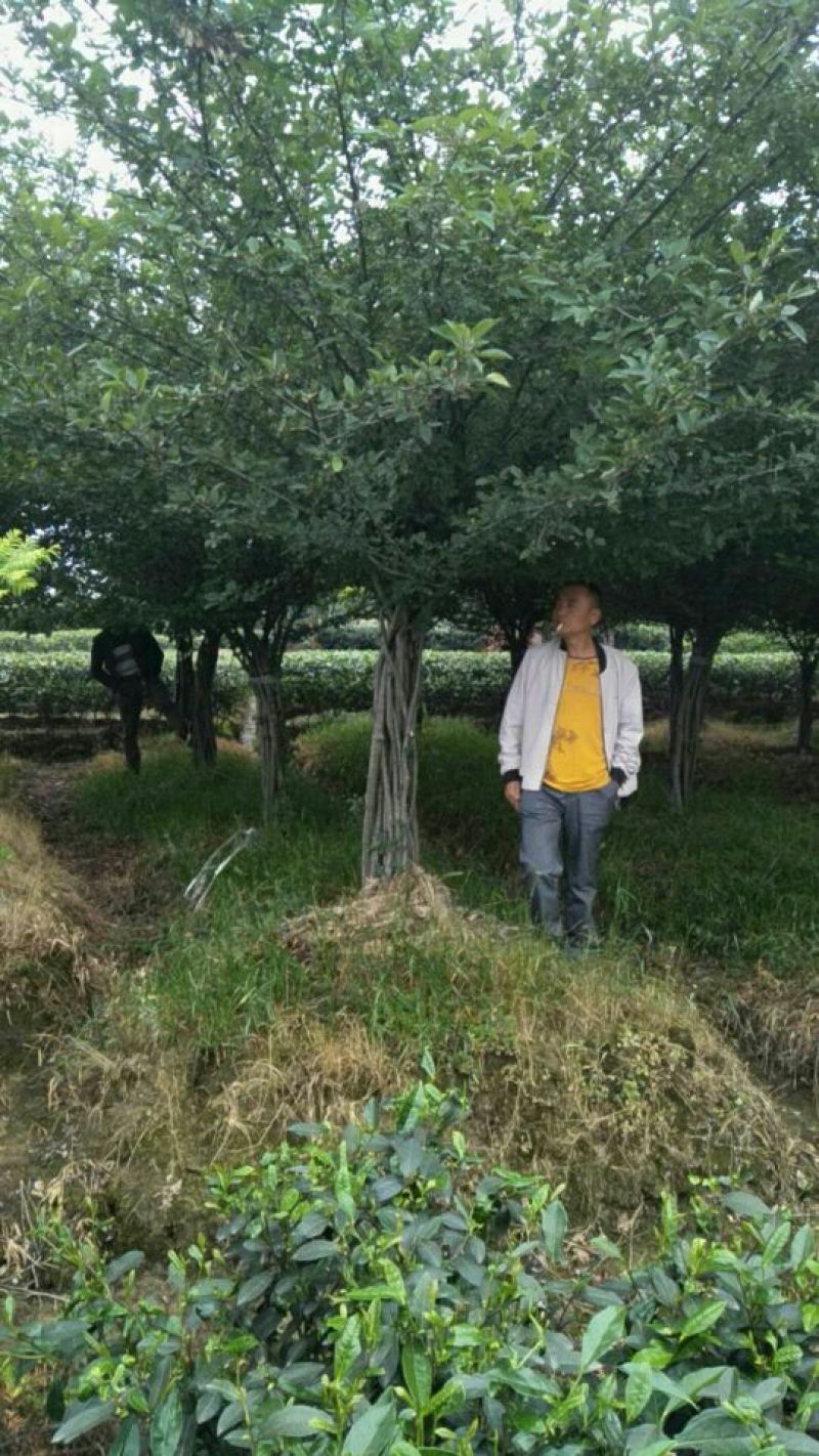 垂丝海堂树形直枝条也直、根据买的公分数大小协调价格