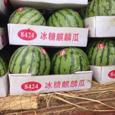 8424西瓜8424有籽9成熟