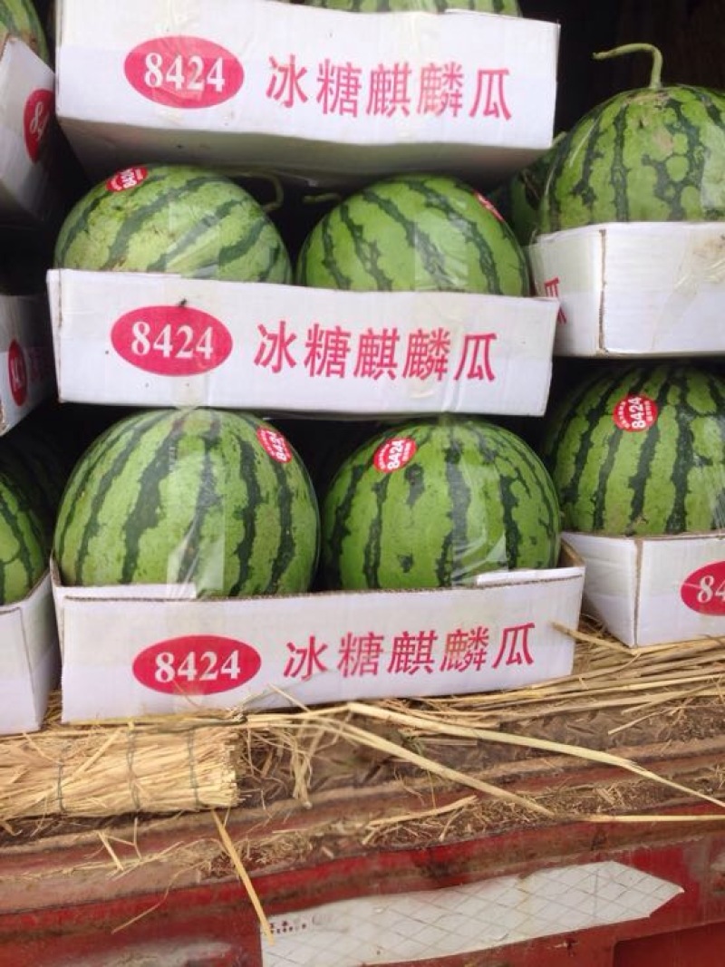8424西瓜8424有籽9成熟