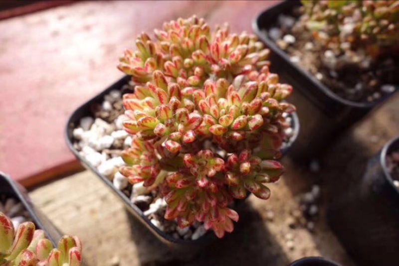 多肉植物不含盆