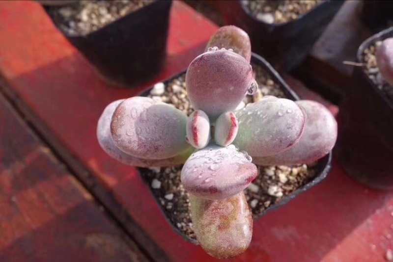 多肉植物不含盆