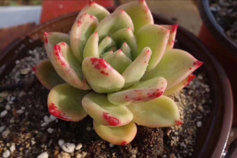 多肉植物不含盆